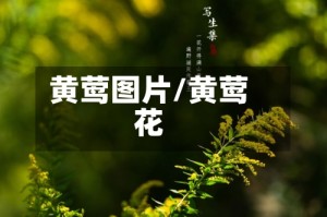 黄莺图片/黄莺花