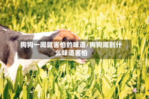 狗狗一闻就害怕的味道/狗狗闻到什么味道害怕