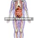 男体内照片/男性身体内脏构图