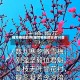 描写梅花的诗(描写梅花的古诗10首)
