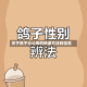 关于鸽子分公母的快速方法的信息