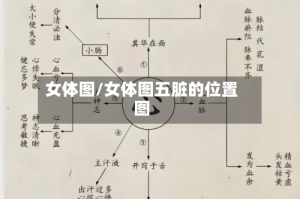 女体图/女体图五脏的位置图
