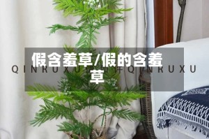 假含羞草/假的含羞草