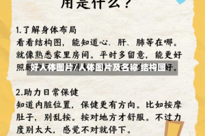 好人体图片/人体图片及名称 结构图