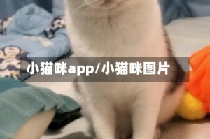 小猫咪app/小猫咪图片