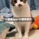 小猫咪app/小猫咪图片