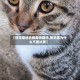 【狸花猫适合做宠物猫吗,狸花猫为什么不建议养】