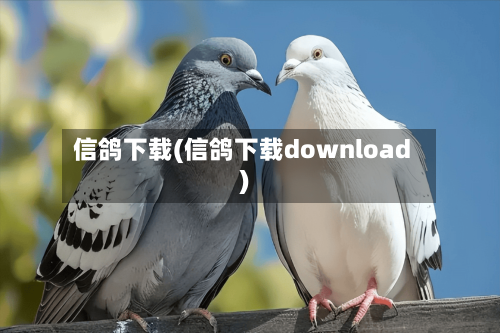 信鸽下载(信鸽下载download)-第3张图片
