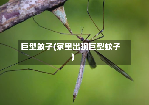 巨型蚊子(家里出现巨型蚊子)-第2张图片