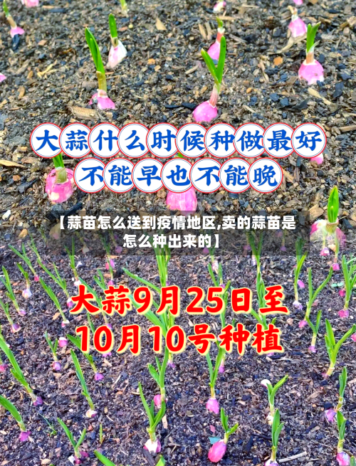 【蒜苗怎么送到疫情地区,卖的蒜苗是怎么种出来的】-第1张图片