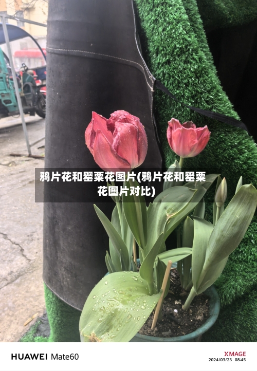 鸦片花和罂粟花图片(鸦片花和罂粟花图片对比)-第1张图片