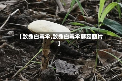 【致命白毒伞,致命白毒伞蘑菇图片】-第1张图片