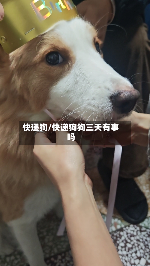 快递狗/快递狗狗三天有事吗-第2张图片