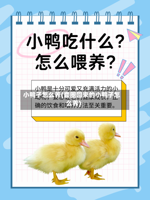 小鸭子怎么养(套圈回来的小鸭子怎么养)-第2张图片