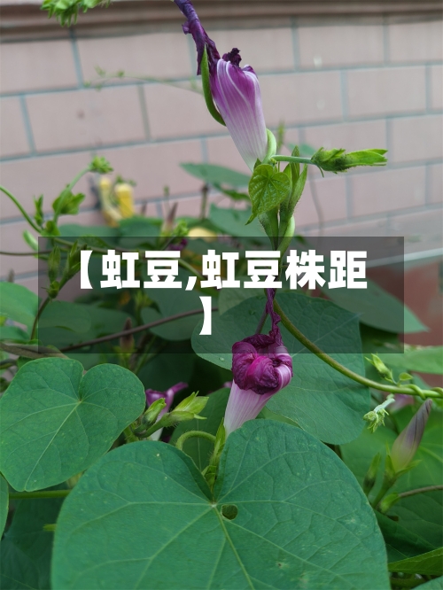 【虹豆,虹豆株距】-第1张图片