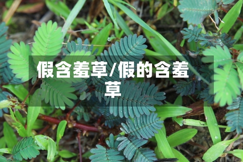 假含羞草/假的含羞草-第2张图片