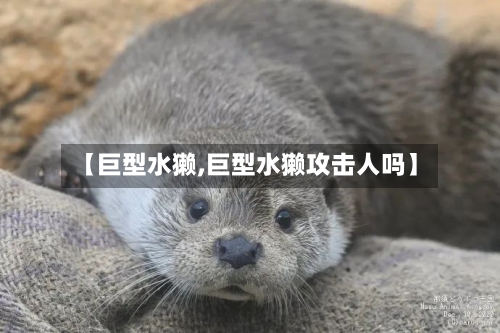 【巨型水獭,巨型水獭攻击人吗】-第1张图片