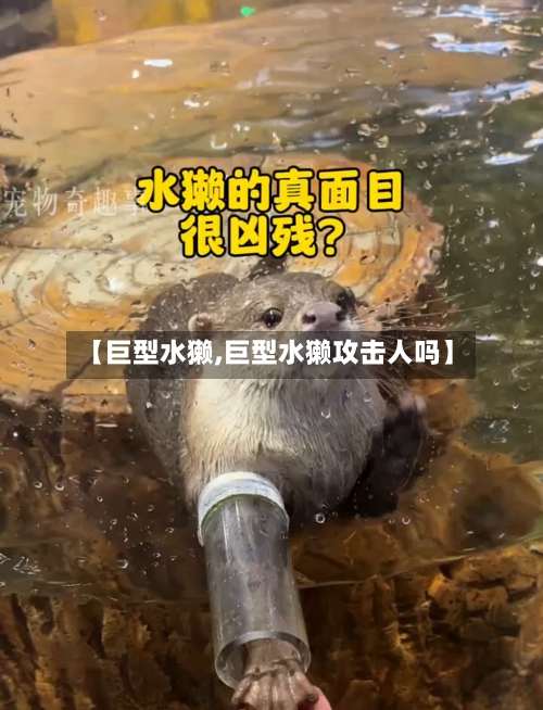 【巨型水獭,巨型水獭攻击人吗】-第3张图片
