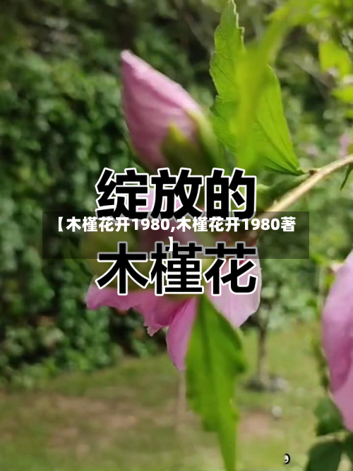 【木槿花开1980,木槿花开1980著】-第2张图片