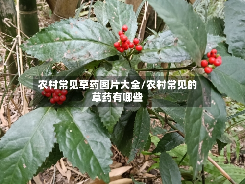 农村常见草药图片大全/农村常见的草药有哪些-第1张图片