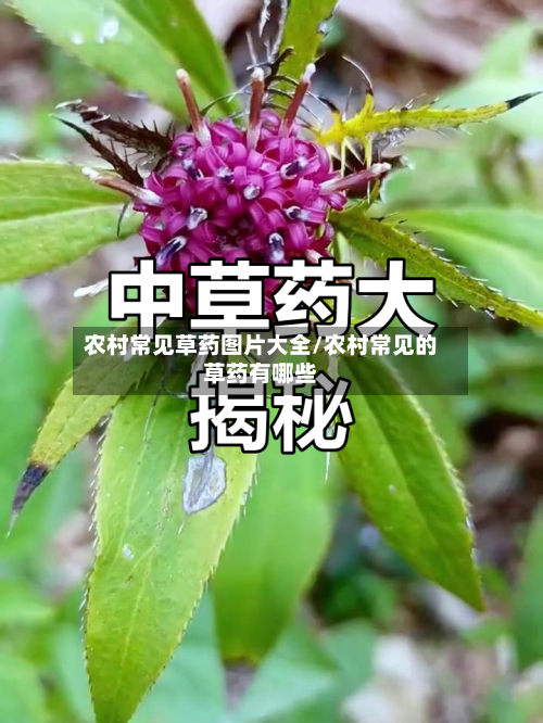 农村常见草药图片大全/农村常见的草药有哪些-第2张图片