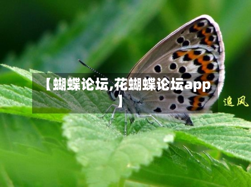 【蝴蝶论坛,花蝴蝶论坛app】-第1张图片