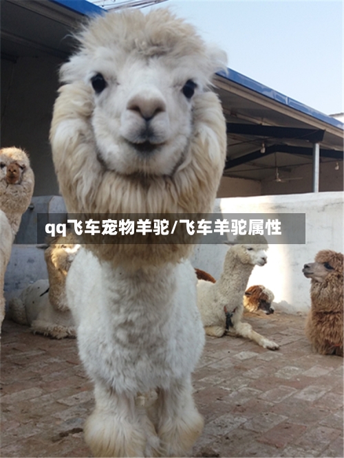 qq飞车宠物羊驼/飞车羊驼属性-第1张图片