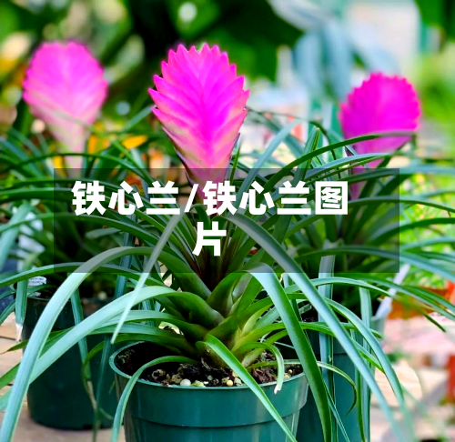 铁心兰/铁心兰图片-第1张图片