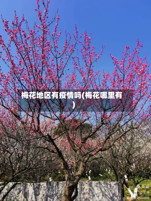 梅花地区有疫情吗(梅花哪里有)-第1张图片