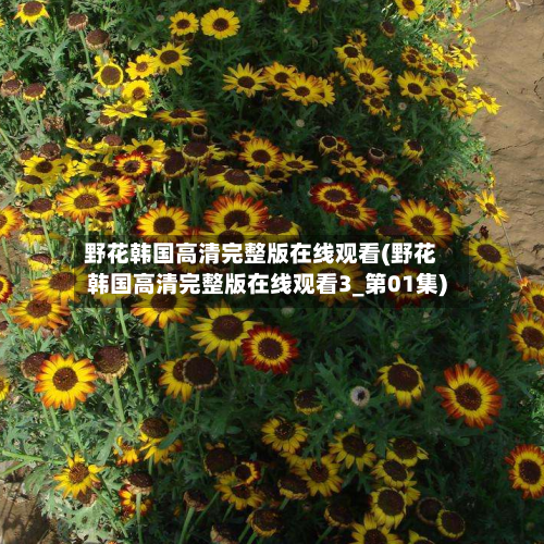 野花韩国高清完整版在线观看(野花韩国高清完整版在线观看3_第01集)-第1张图片
