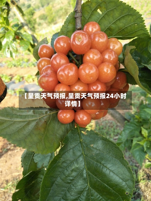 【呈贡天气预报,呈贡天气预报24小时详情】-第1张图片