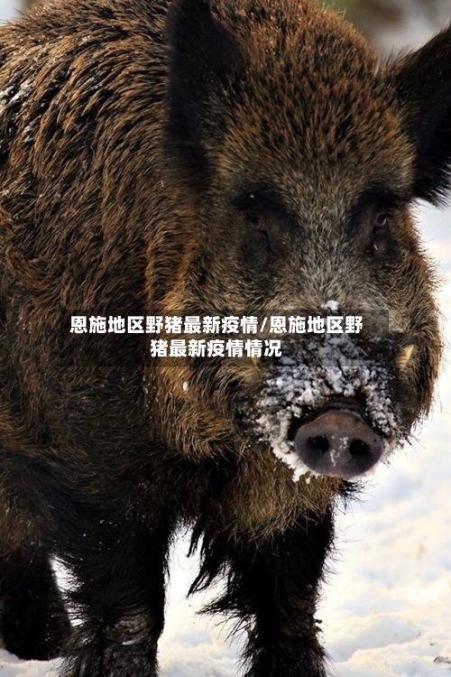 恩施地区野猪最新疫情/恩施地区野猪最新疫情情况-第1张图片